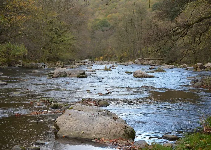 In * ستافيلوت